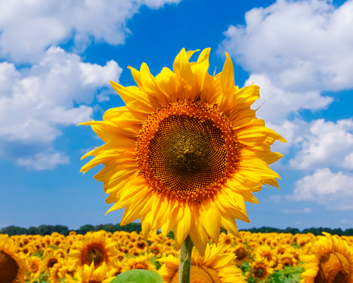beautiful-sunflower-with-green-leaves